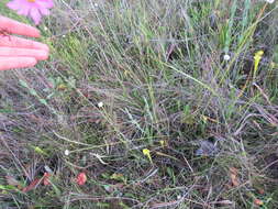 صورة Coreopsis nudata Nutt.