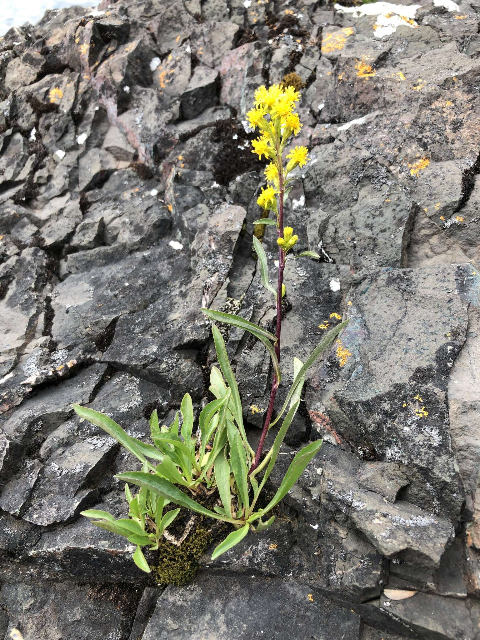 Image of Mt. Albert goldenrod