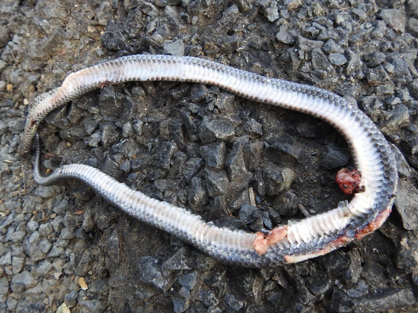 Image of Small-eyed Snakes