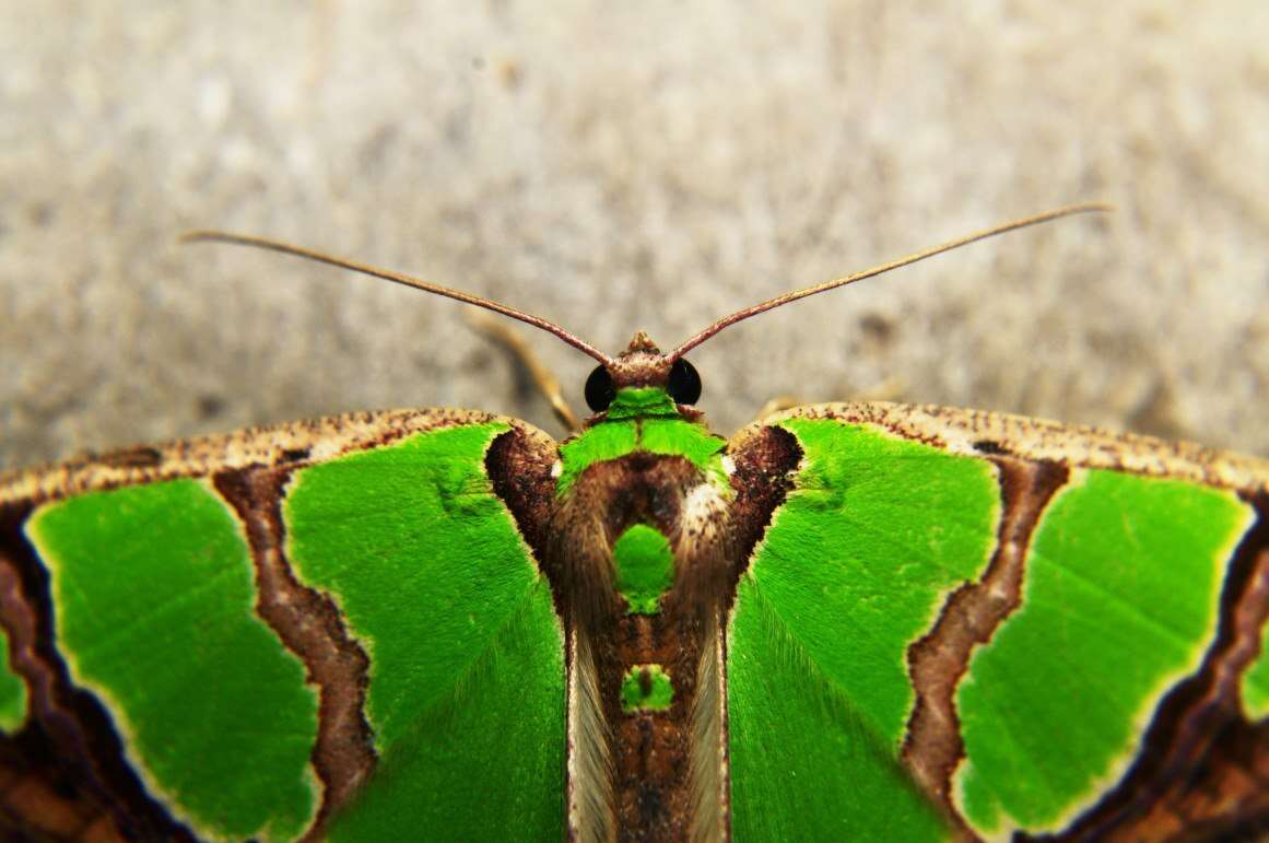 Image de Agathia hemithearia Guenée 1857