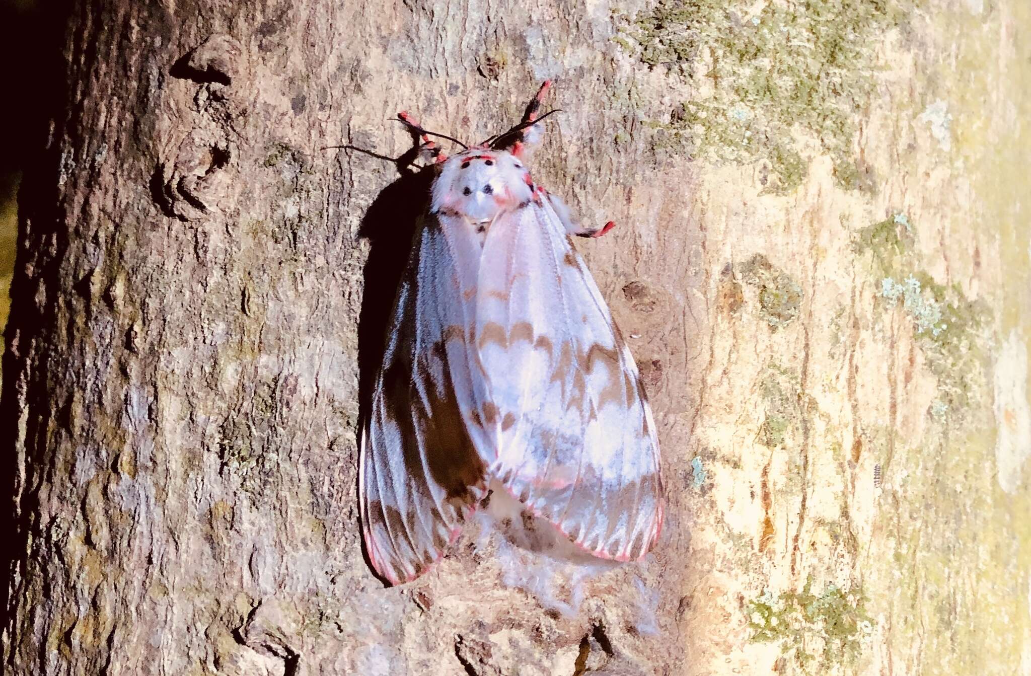 Image of Lymantria mathura subpallida Okano 1959