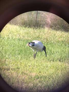 Imagem de Threskiornis spinicollis (Jameson 1835)