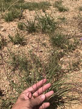 Plancia ëd Muhlenbergia paniculata (Nutt.) P. M. Peterson