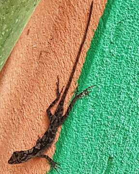 Image of Schiede's Anole