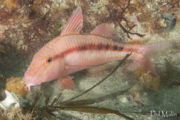 Image of Black-striped goatfish