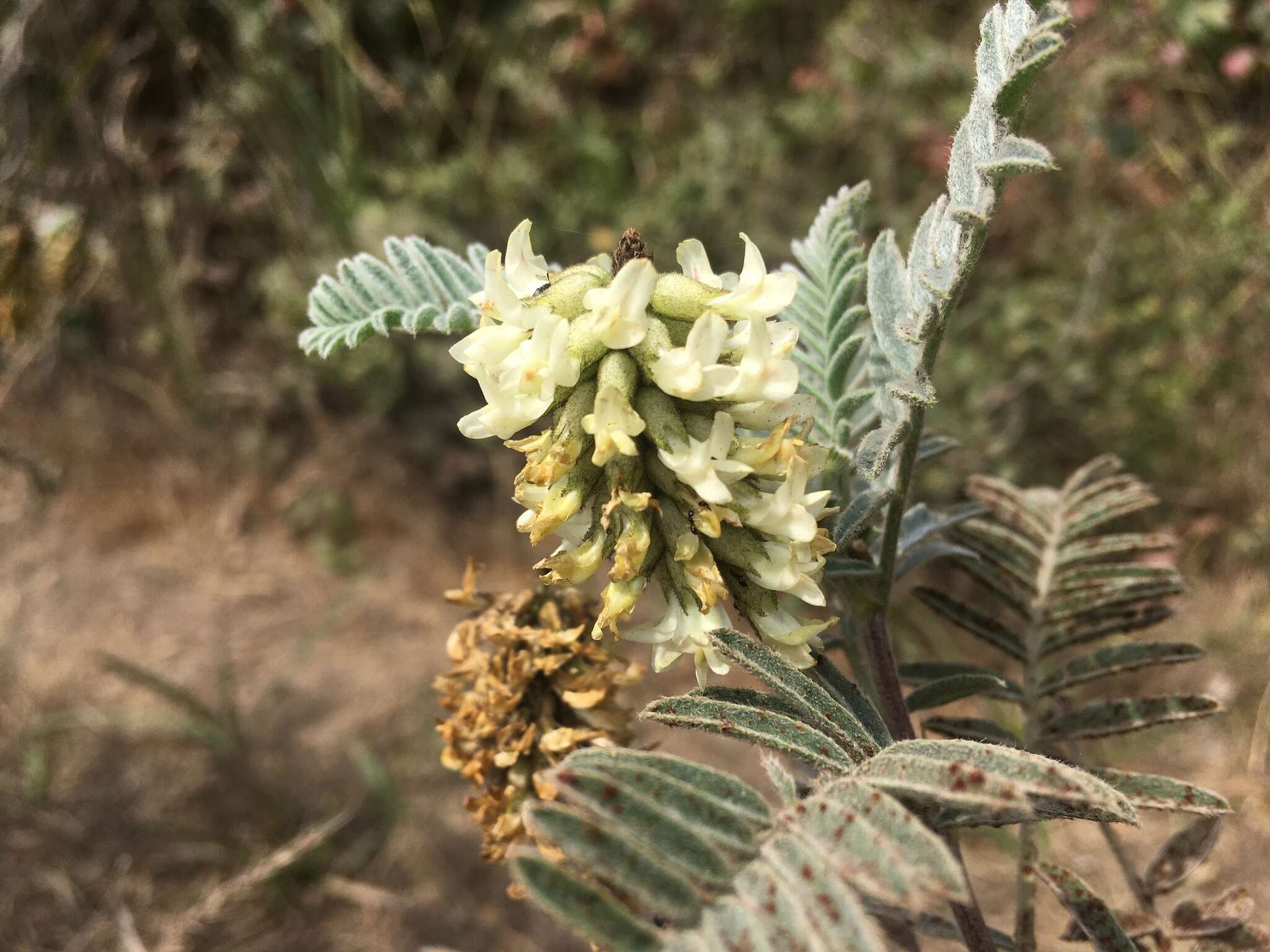 Imagem de Astragalus pycnostachyus A. Gray