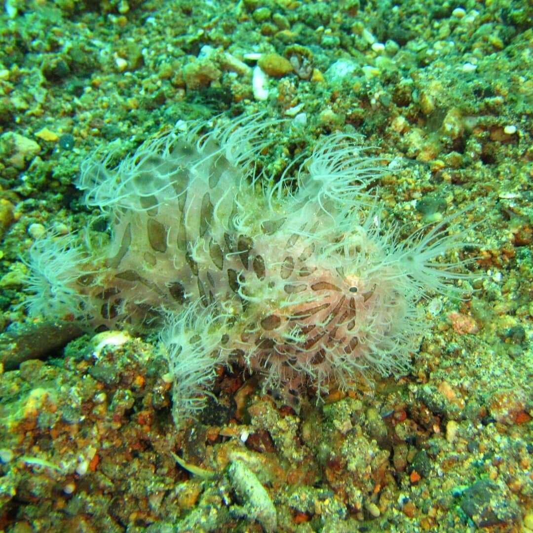 Image of Spitlure Frogfish