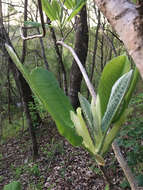 Image of Big-Leaf Magnolia