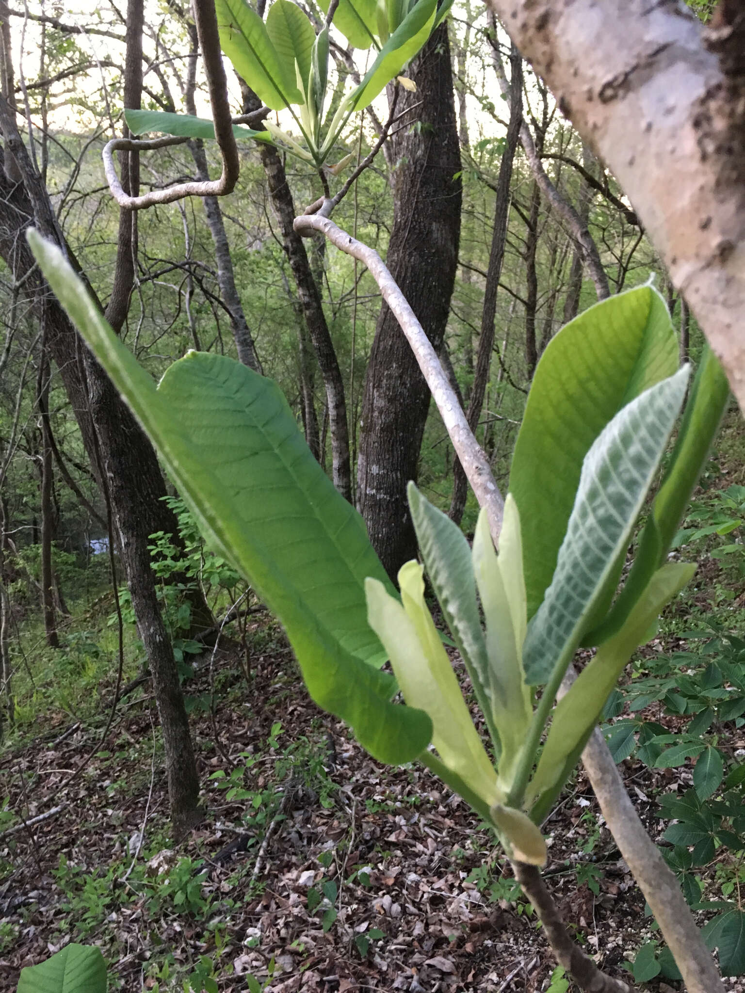 Image of Big-Leaf Magnolia