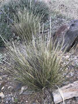 Plancia ëd Pappostipa speciosa (Trin. & Rupr.) Romasch.