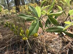 Image de Baptisia cinerea (Raf.) Fernald & B. G. Schub.