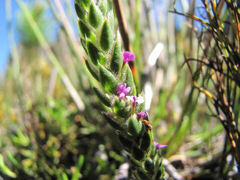 Image of Muraltia concava Levyns