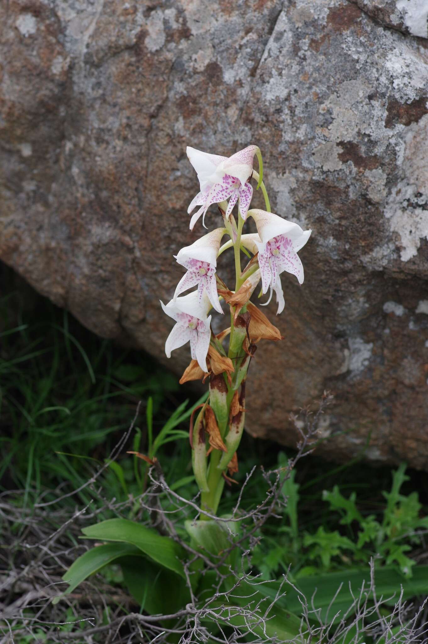 Image of Disa crassicornis Lindl.