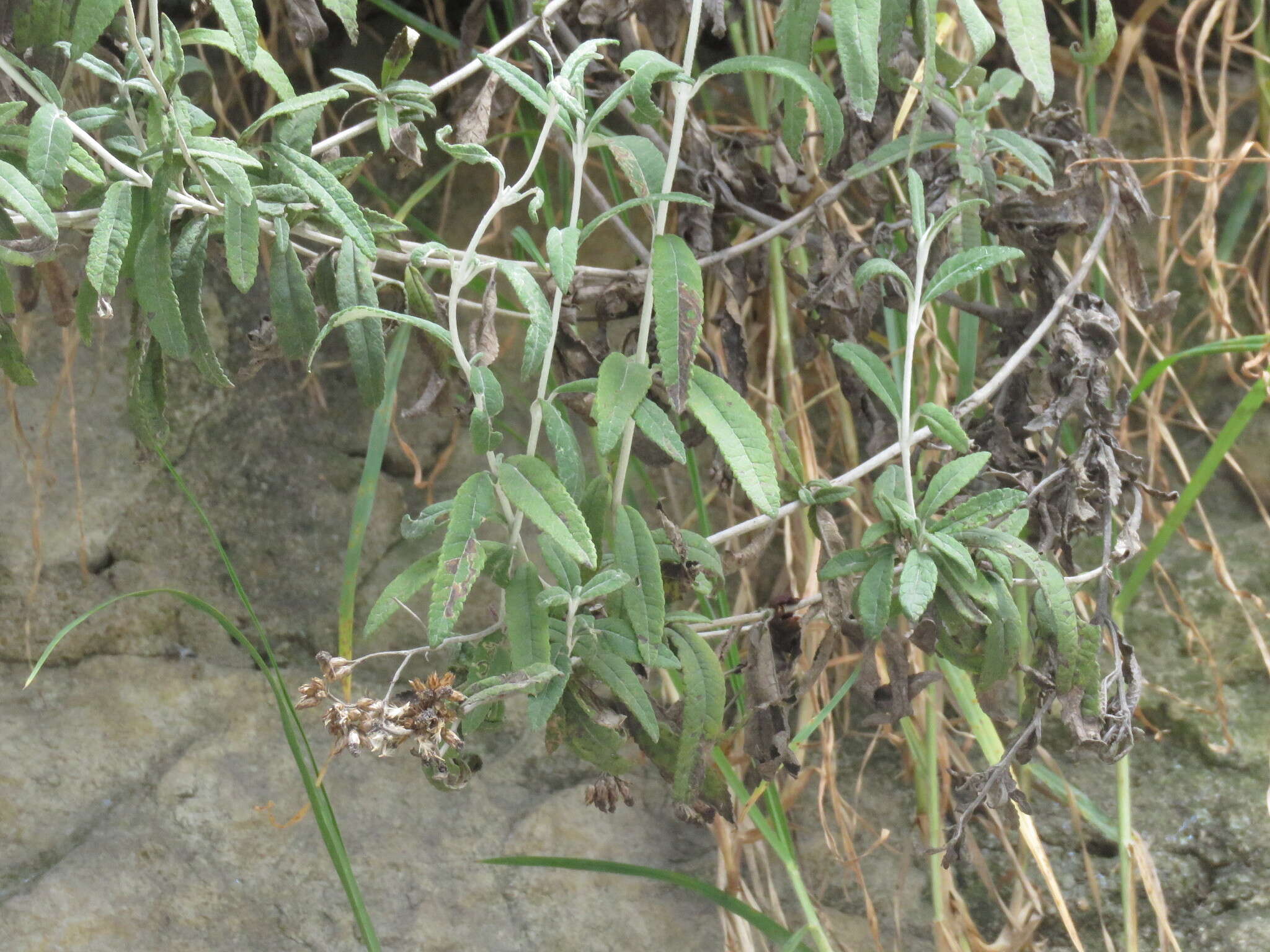 Image of Lourteigia stoechadifolia (L. fil.) R. King & H. Rob.