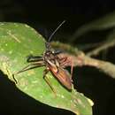 Image of Manicocoris rufipes (Fabricius 1787)