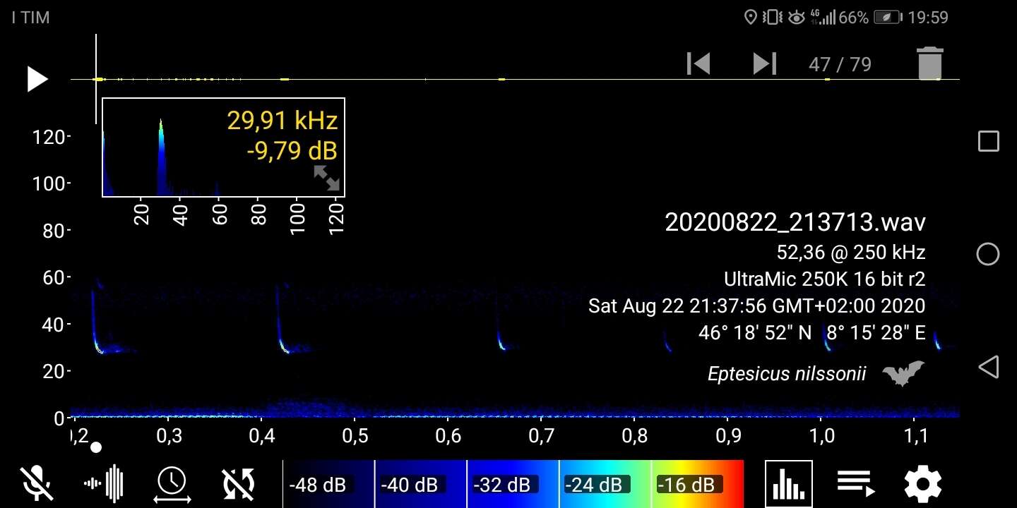 Image of Northern Bat