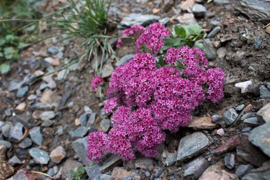 Imagem de Hylotelephium ewersii (Ledeb.) H. Ohba