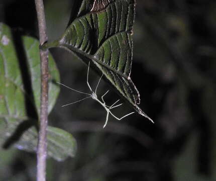 Image of Tamaulipan Walkingstick