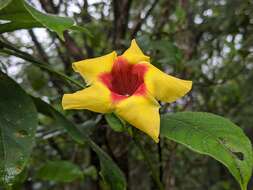 Image of Mandevilla hirsuta (Richard) Malme