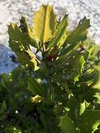 Imagem de Ilex opaca var. arenicola (Ashe) Ashe