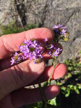 Image de Pseudoselago verbenacea (L. fil.) O. M. Hilliard