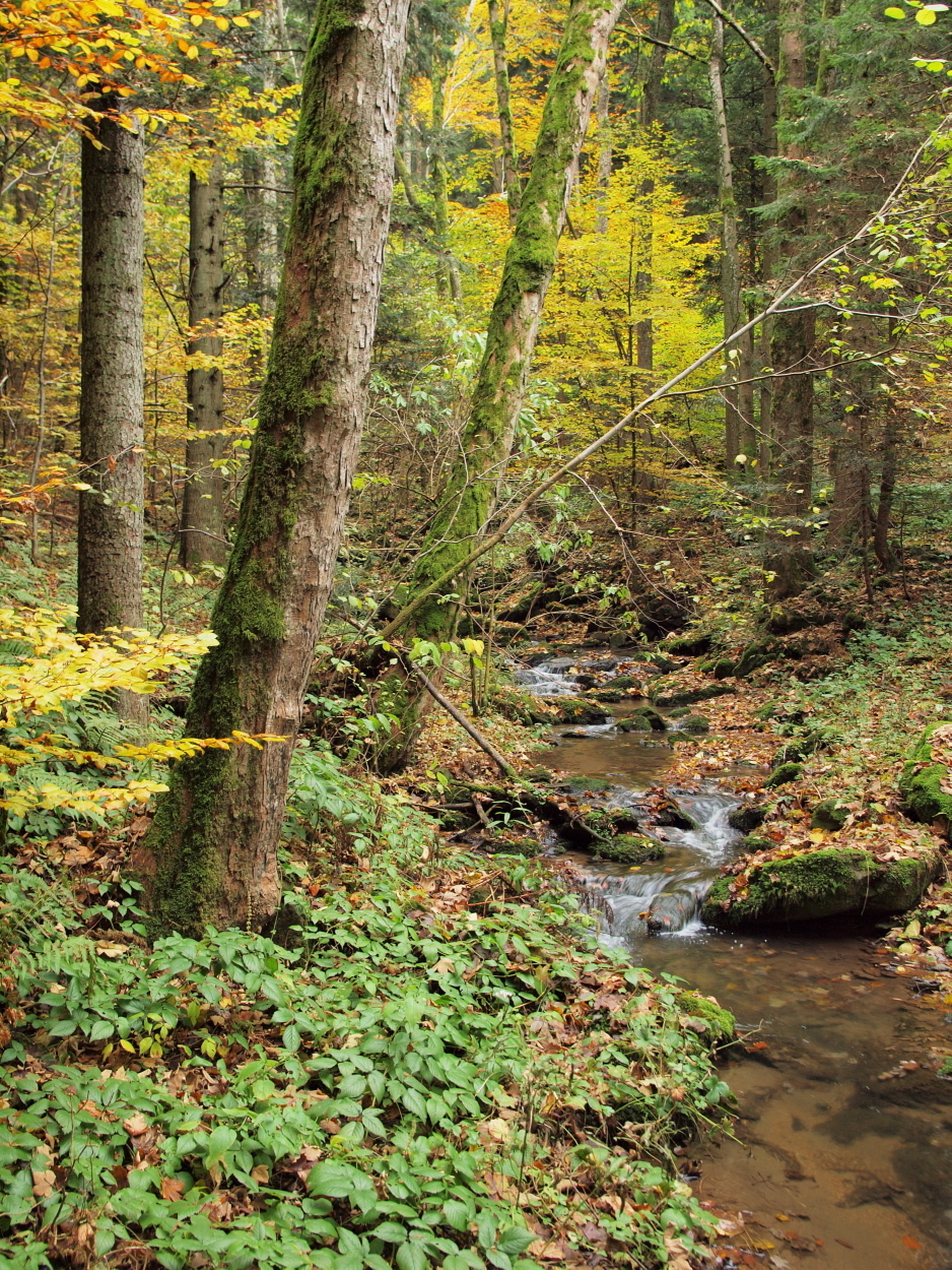 Acer pseudoplatanus (rights holder: HermannFalkner/sokol)