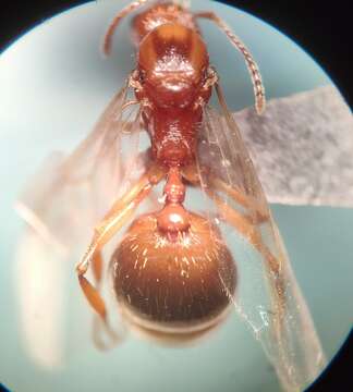 Image de Aphaenogaster syriaca Emery 1908