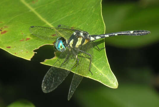 Image of Tetrathemis platyptera Selys 1878