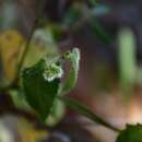 Imagem de Tragia yucatanensis Millsp.