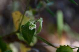 Image of Tragia yucatanensis Millsp.