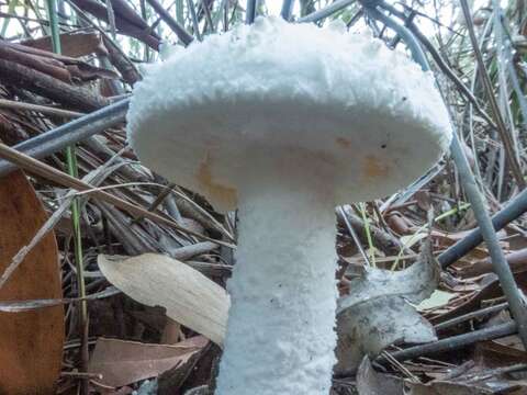 Image of Amanita farinacea (Sacc.) Cleland & Cheel 1914