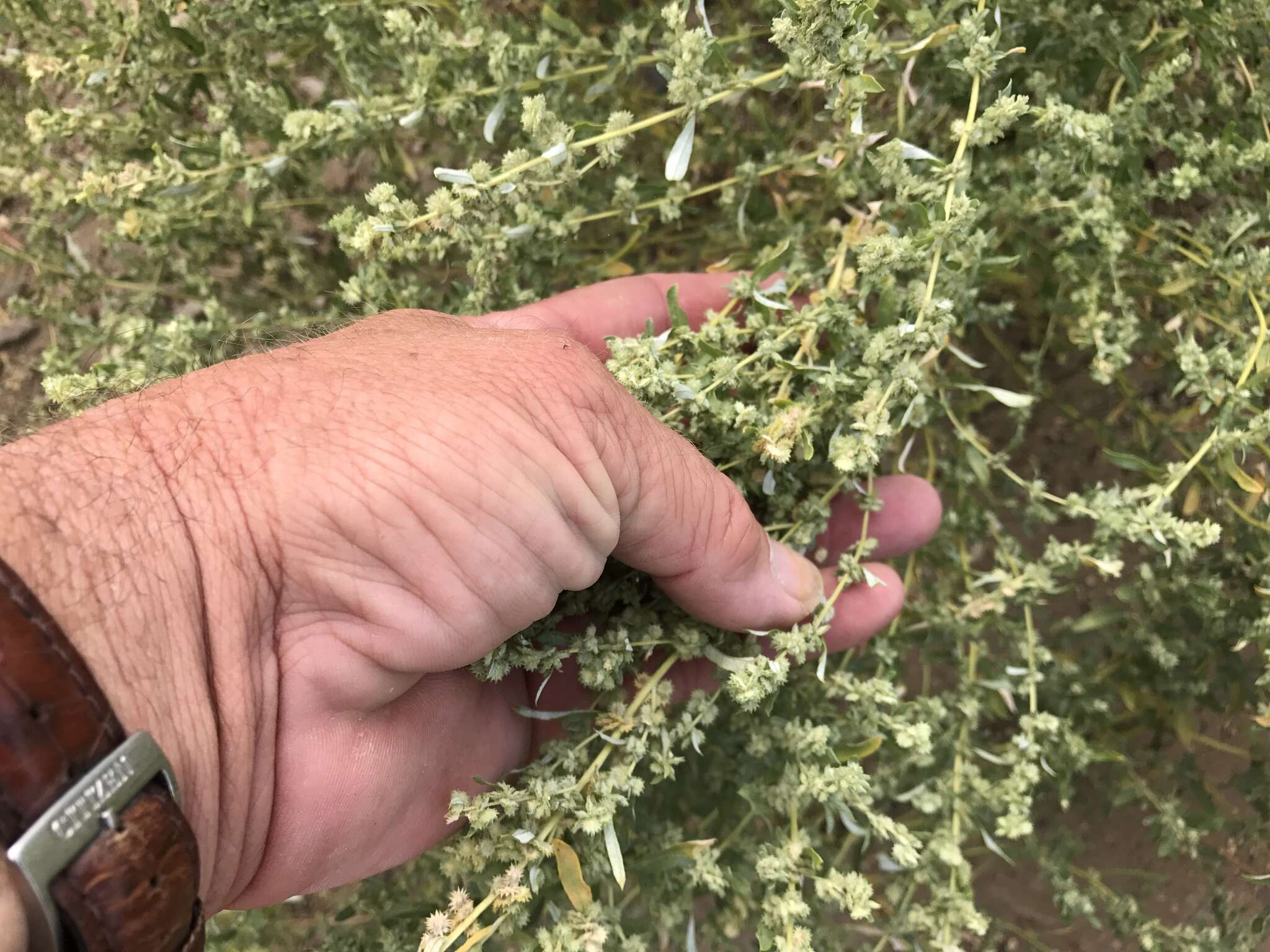 Image of wheelscale saltbush