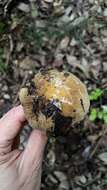 Image of Cortinarius livido-ochraceus (Berk.) Berk. 1860