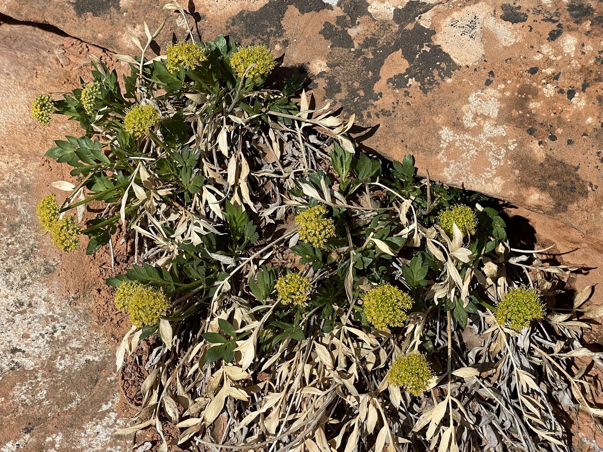 Image of Canyonlands biscuitroot