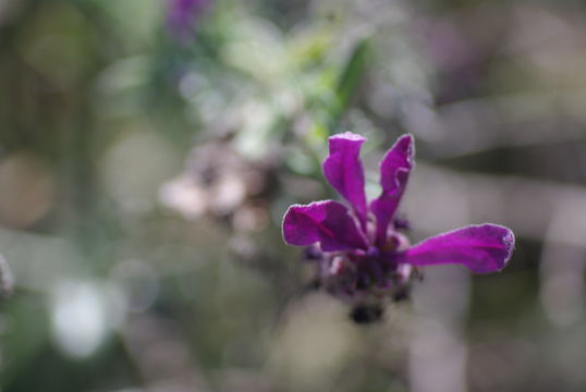 Image of French lavender