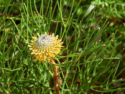 Image of Isopogon anethifolius (Salisb.) Knight