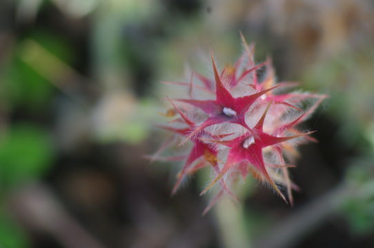 Image of star clover
