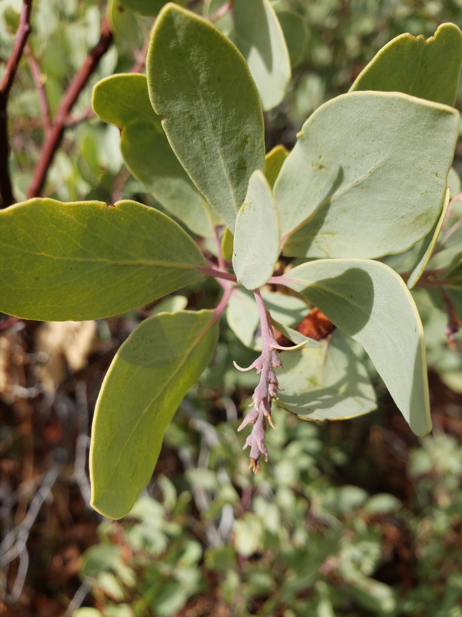 Arctostaphylos viscida subsp. viscida resmi