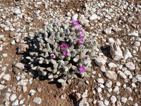 Imagem de Gibbaeum pubescens (Lettsom ex Haw.) N. E. Br.