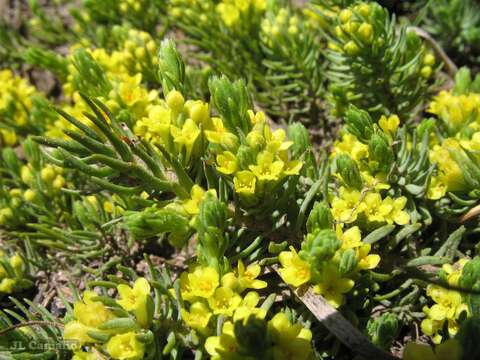 Image of Thymelaea coridifolia (Lam.) Endl.