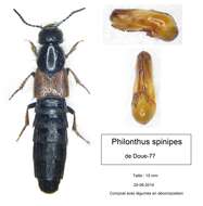 Image of Philonthus (Philonthus) spinipes Sharp 1874
