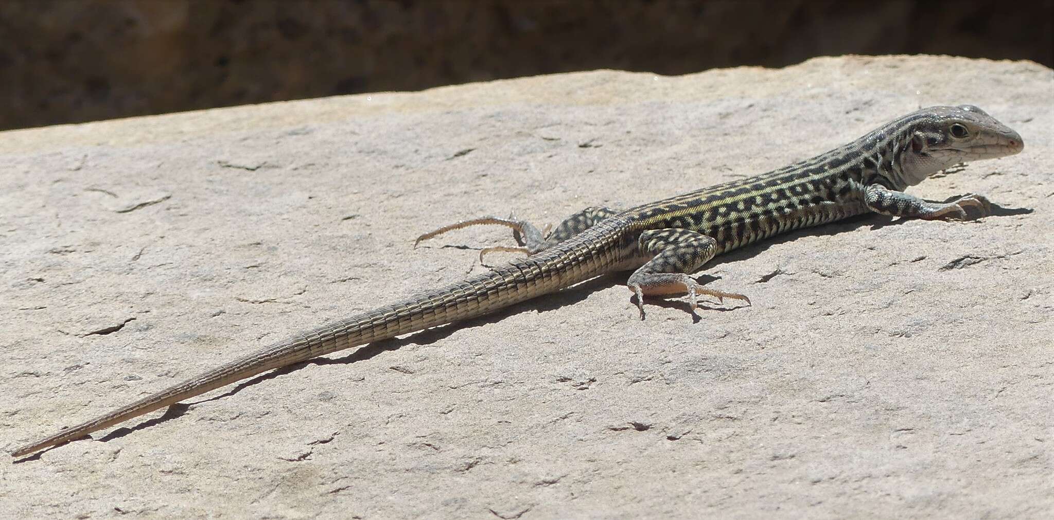 Image of Aspidoscelis neotesselatus (Walker, Cordes & Taylor 1997)