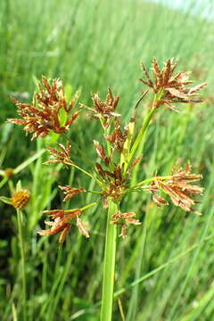 Imagem de Cyperus denudatus L. fil.