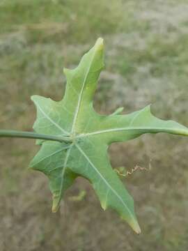 Image of Coccinia sessilifolia var. sessilifolia