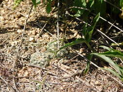 Image of Gymnocalycium calochlorum (Boed.) Y. Itô