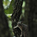 Image de Sciurus nayaritensis nayaritensis J. A. Allen 1890