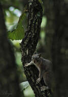 Image of Sciurus nayaritensis nayaritensis J. A. Allen 1890