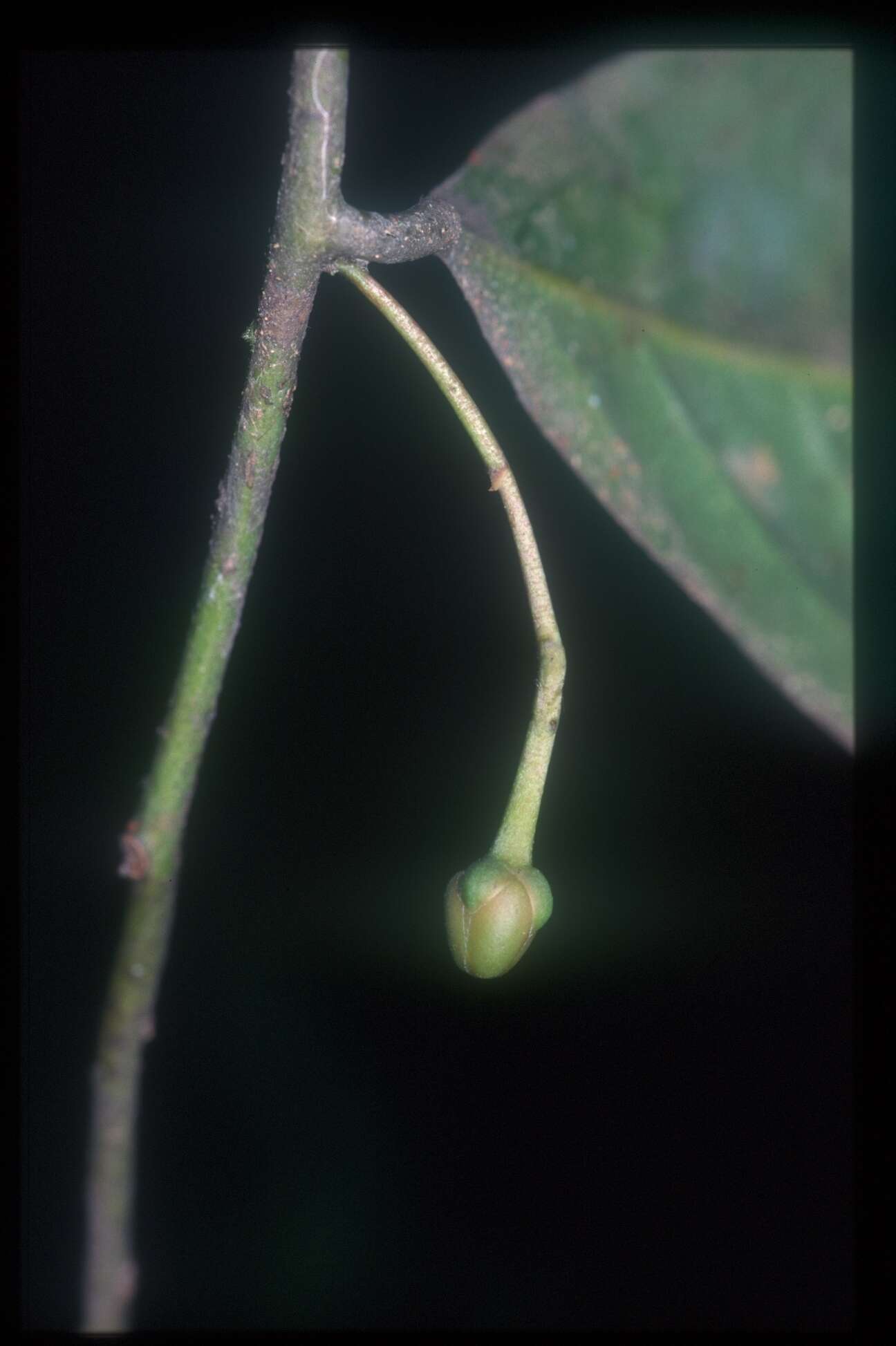 Imagem de Cremastosperma monospermum (Rusby) R. E. Fr.