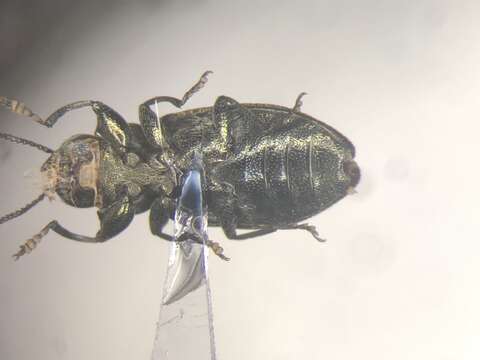 Image of Chrysobothris neopusilla Fisher 1942