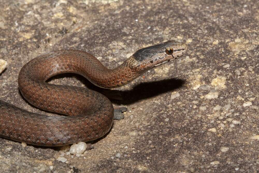 Image of Mustard-bellied Snake